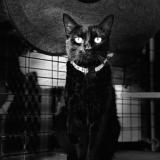 Photo de chat perdu à Noumea