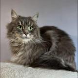 Photo de chat perdu à Calais