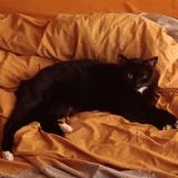 Photo de chat perdu à St Pierre Des Ormes