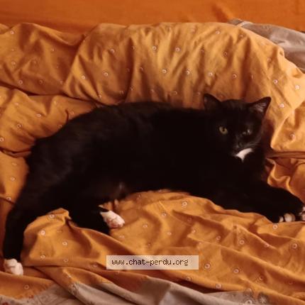 Photo 1/1 Sokette Chat perdu à St pierre des ormes