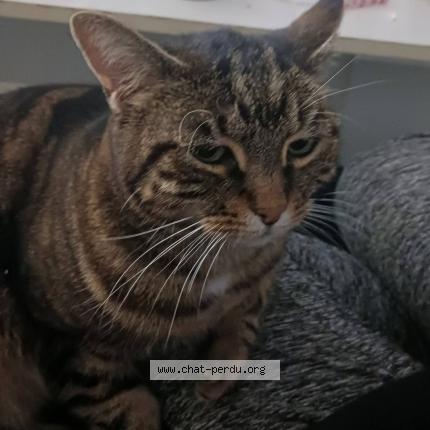 Photo 1/1 Mila Chat perdu à Mallemort