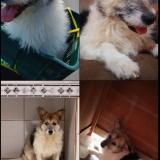 Photo de chat perdu à Pantasma