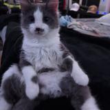 Photo de chat perdu à Grand Prairie