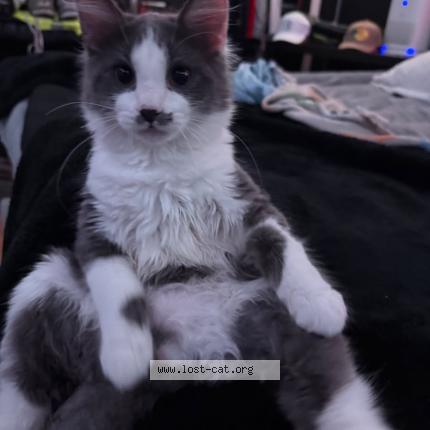 Photo 1/1 Stash Chat perdu à Grand prairie