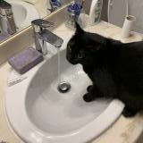 Photo de chat perdu à Toulouse