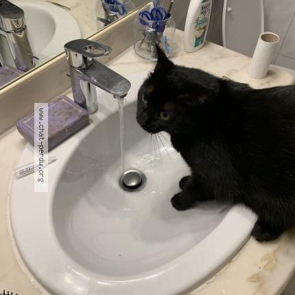 Photo 1/1 Vicky Chat perdu à Toulouse