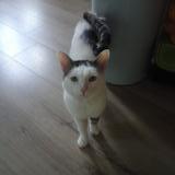 Photo de chat perdu à Crouy