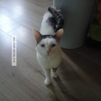 Photo 1/1 Pompon Chat perdu à Crouy