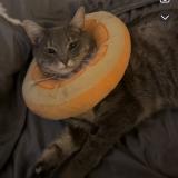 Photo de chat perdu à Aurora Co