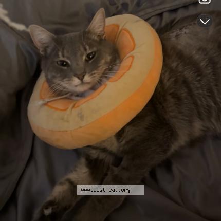 Photo 1/1 Lightning Chat perdu à Aurora co