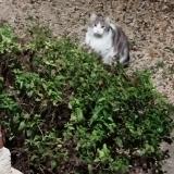 Photo de chat trouvé à Crouy