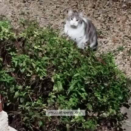 Photo 1/1 Chat trouvé Trouvé à Crouy