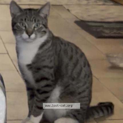 Photo 1/1 Apollo Chat perdu à Riverside