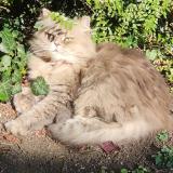 Photo de chat perdu à Chelles