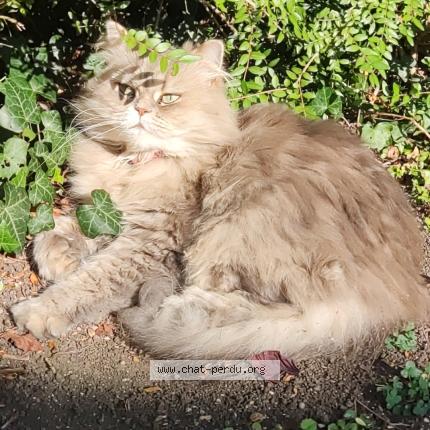 Photo 1/1 Riva Chat perdu à Chelles