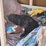 Photo de chat perdu à Chabottes