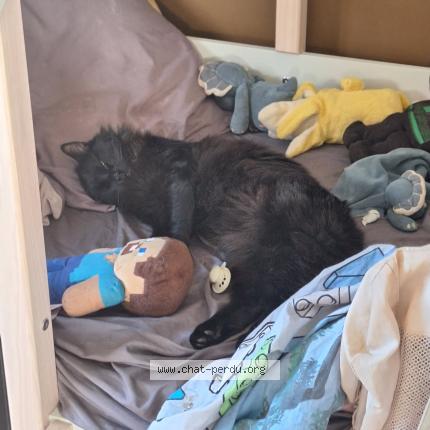 Photo 1/1 Boubou Chat perdu à Chabottes