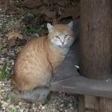 Photo de chat perdu à Ollioules