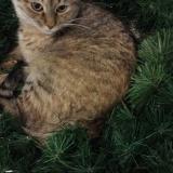 Photo de chat perdu à Clovis 93612