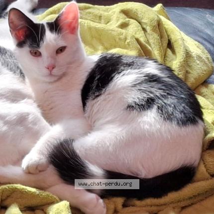 Photo 1/1 Twix Chat perdu à Lamontzee