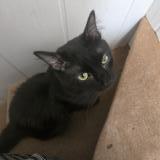 Photo de chat perdu à Fumel