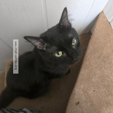 Photo 1/1 Chat retrouvé Perdu à Fumel