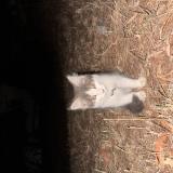 Photo de chat trouvé à Curlewis