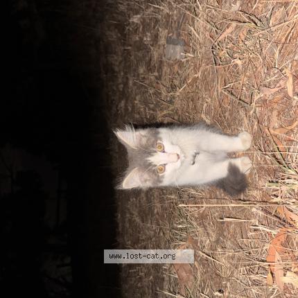 Photo 1/1 Chat trouvé Trouvé à Curlewis