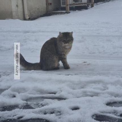 Photo 1/1 Chat retrouvé Perdu à La Caillere Saint Hillaire