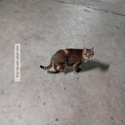 Photo 1/1 Causette Chat perdu à Rennes