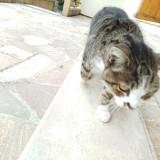 Photo de chat trouvé à Planaise