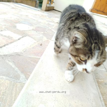 Photo 1/1 Chat trouvé Trouvé à Planaise