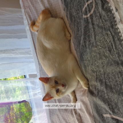 Photo 1/1 Eric Jeanneret Chat perdu à 1213 petit lancy