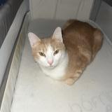 Photo de chat perdu à Questembert