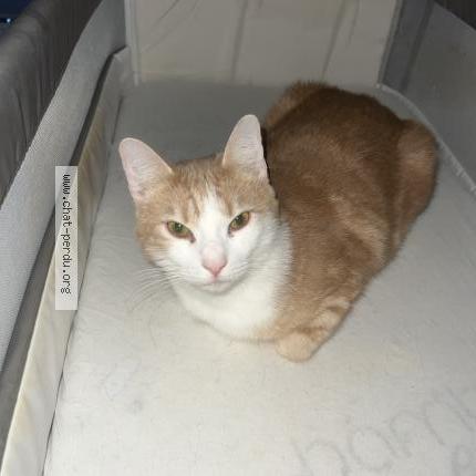 Photo 1/1 Yoko Chat perdu à Questembert