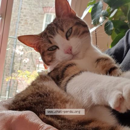 Photo 1/1 Chat retrouvé Perdu à Dinan