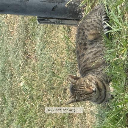 Photo 1/1 Kai Chat perdu à Oklahoma city