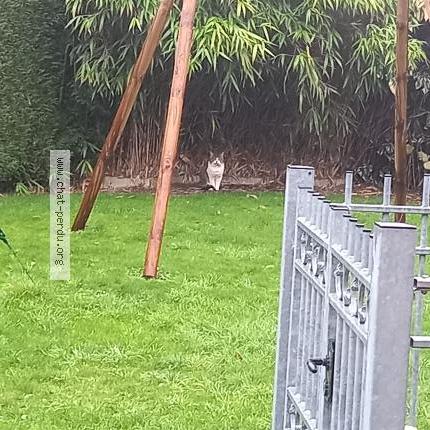 Photo 1/1 Chat trouvé Trouvé à Valenciennes