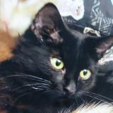 Photo de chat perdu à St Apollinaire