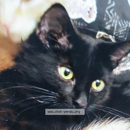 Photo 1/1 BAGHERA Chat perdu à St apollinaire