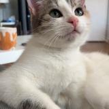 Photo de chat perdu à Caen