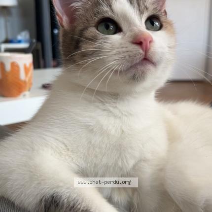 Photo 1/1 Lily Chat perdu à Caen