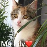 Photo de chat perdu à Reims