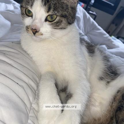 Photo 1/2 Haze Chat perdu à Amiens