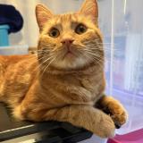 Photo de chat perdu à Scy Chazelles