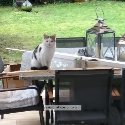 Photo 1/1 Chat trouvé Trouvé à Soignolles en brie