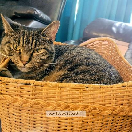 Photo 1/1 Teri Antee Chat perdu à Shreveport