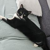 Photo de chat perdu à Fourges