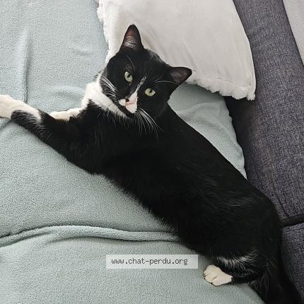 Photo 1/1 Arès Chat perdu à Fourges