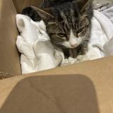 Photo de chat trouvé à Hilsenheim